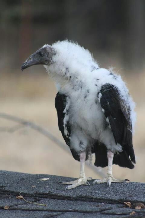 Juvenile Turkey Vulture
